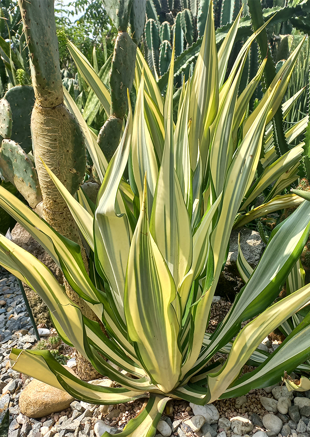 Agave Daun Lebar