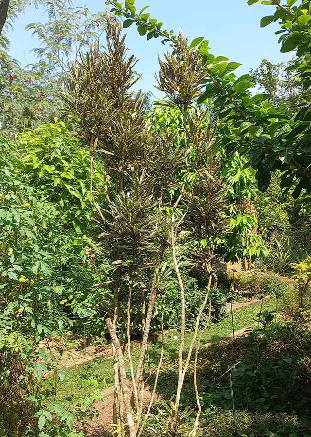 Aralia Laba-Laba