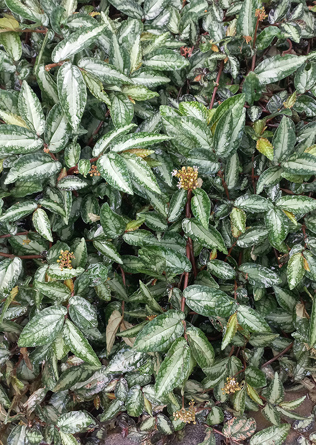Begonia Watermelon