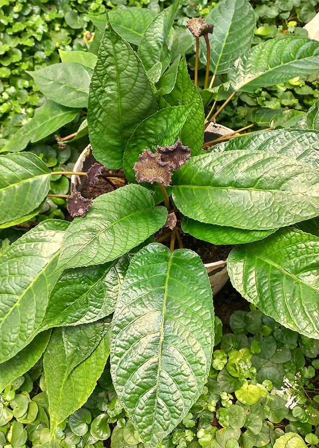 Anthurium Tusuk Konde Hitam