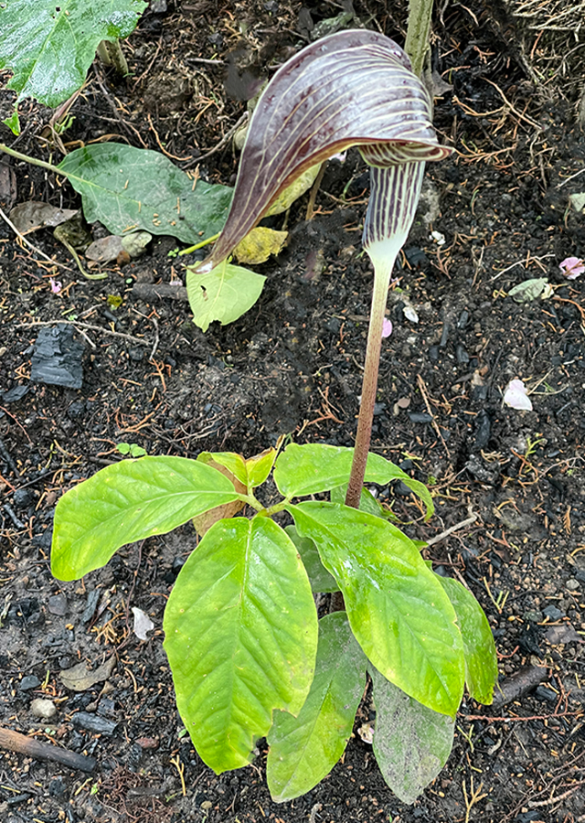 Arisaema amurense
