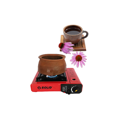 Ramuan tradisional Meningkatkan sistem imun dari Purple Coneflower