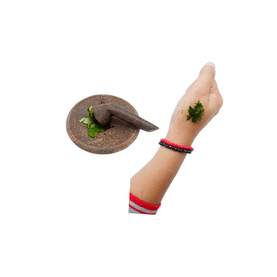 Ramuan tradisional Mengobati bekas gigitan serangga dan kelabang dari Kacang Hias