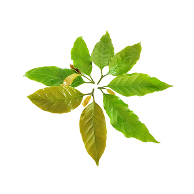 Ramuan tradisional Penyegar badan dari Kopi Arabica