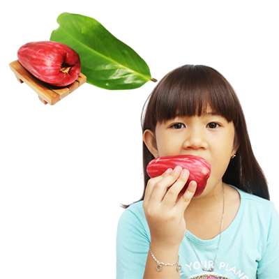 Ramuan tradisional Diare dari Jambu Bol