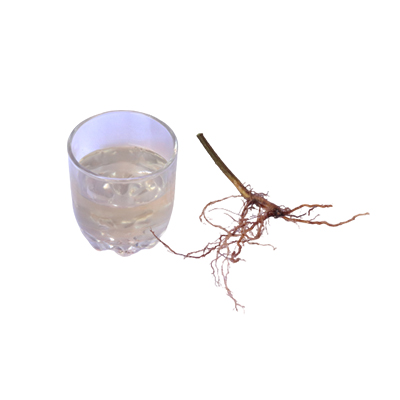 Ramuan tradisional Demam dan kencing sedikit dari Daun Katuk