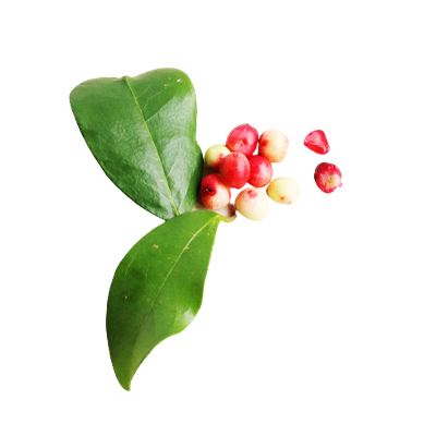 Ramuan tradisional Darah tinggi dari Buah Buni