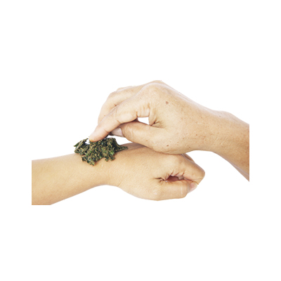Ramuan tradisional Rematik dari Daun Encok
