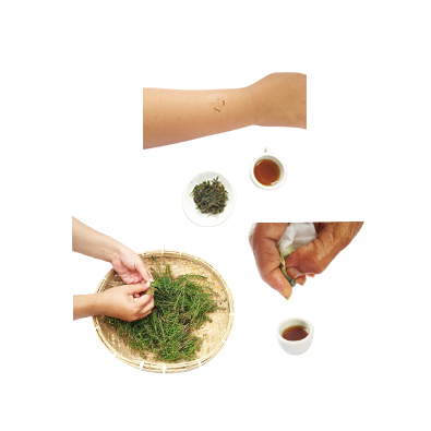 Ramuan tradisional Mengobati gigitan serangga dari Tea tree