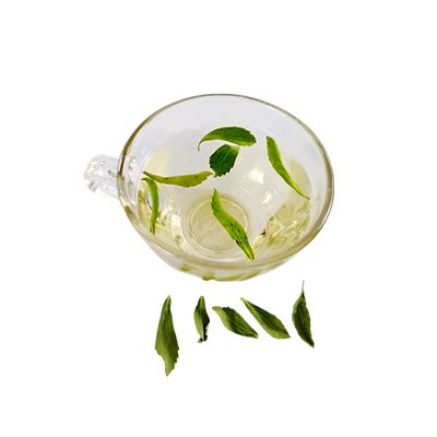 Ramuan tradisional Diabetes dari Stevia