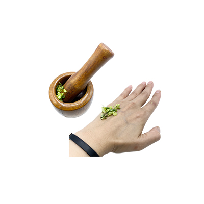 Ramuan tradisional Gigitan ular dari Crotalaria quinquefolia