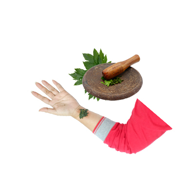 Ramuan tradisional Cacar dari Ashitaba