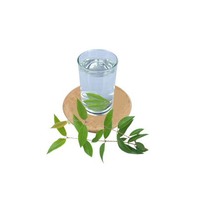 Ramuan tradisional Sakit tenggorokan dari Lemon Myrtle