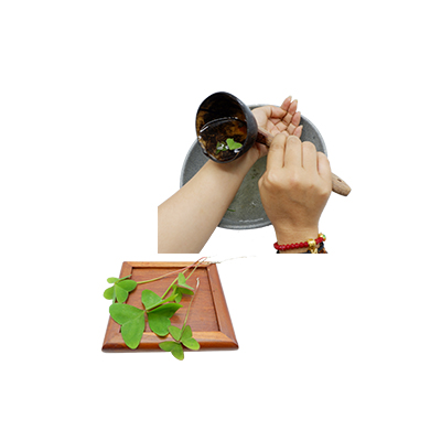 Ramuan tradisional Kutil dari Calincing Daun Kupu Kupu