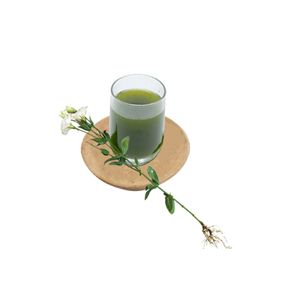 Ramuan tradisional Penyakit usus dari Bunga Lisianthus