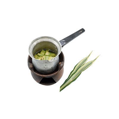 Ramuan tradisional Rematik dari Agave Daun Lebar