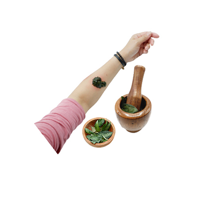 Ramuan tradisional Bisul dari Begonia Watermelon