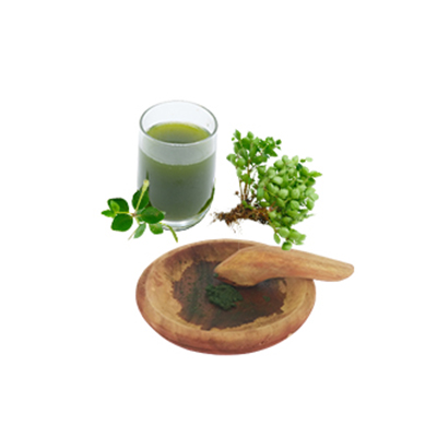 Ramuan tradisional Batuk dari Peperomia Hope